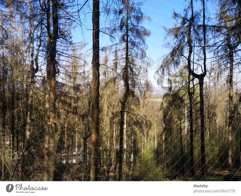 Sick pines and pine trees under a blue sky and sunshine in the mixed forest on the Tönsberg in Oerlinghausen near Bielefeld on the Hermannsweg in the Teutoburg Forest in East Westphalia-Lippe