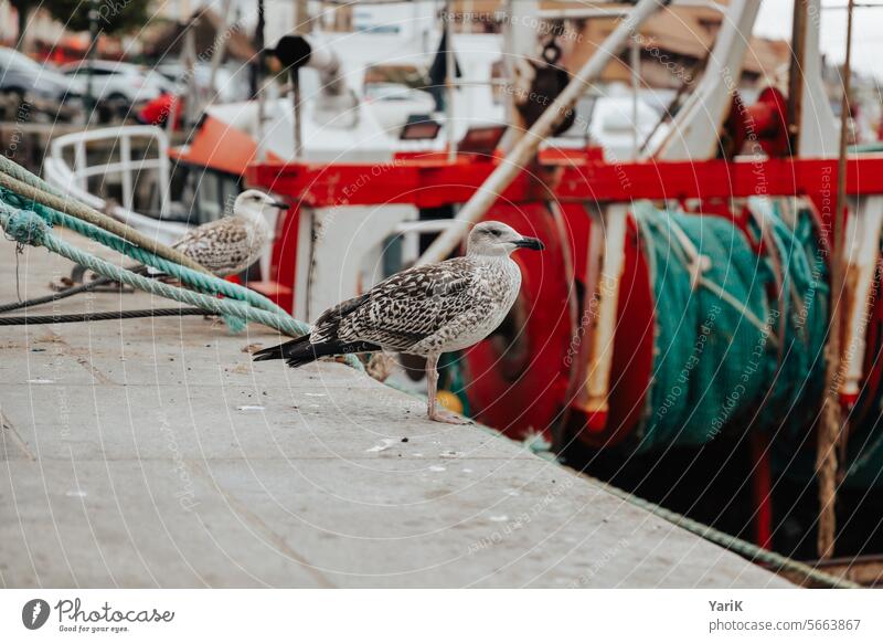 Harbor dwellers fishing Cords baskets ropes Fishing net Buoy fishing accessories Fishing (Angle) wet weather Damp a haven of peace Smooth silent Loneliness