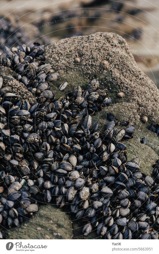 Shell nests Maritime Ocean seaboard Seashore Mussel seashells Seafood Habitat coast fishing Life on and in the water Rock Granite Stone Stony Salty Sea water
