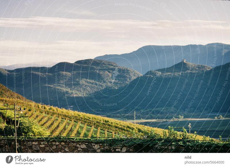 View over the vineyards of Tramin, South Tyrol Exterior shot Colour photo Calm Deserted Idyll Landscape Relaxation Analogue photo Kodak Autumn Peaceful