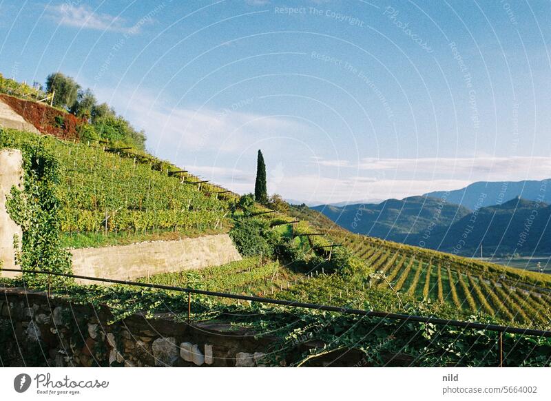View over the vineyards of Tramin, South Tyrol Exterior shot Colour photo Calm Deserted Idyll Landscape Relaxation Analogue photo Kodak Autumn Peaceful