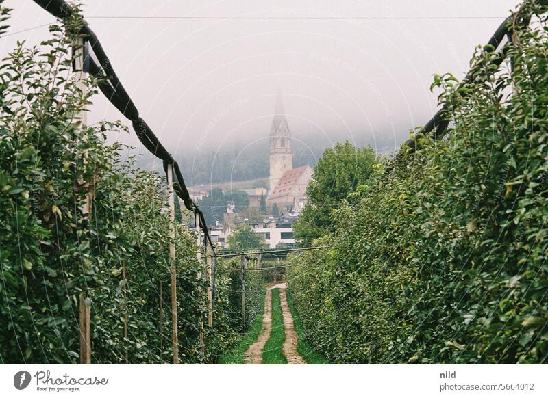 In the apple orchards of Tramin, South Tyrol Exterior shot Colour photo Calm Deserted Landscape Relaxation Analogue photo Kodak Autumn tranquillity vacation