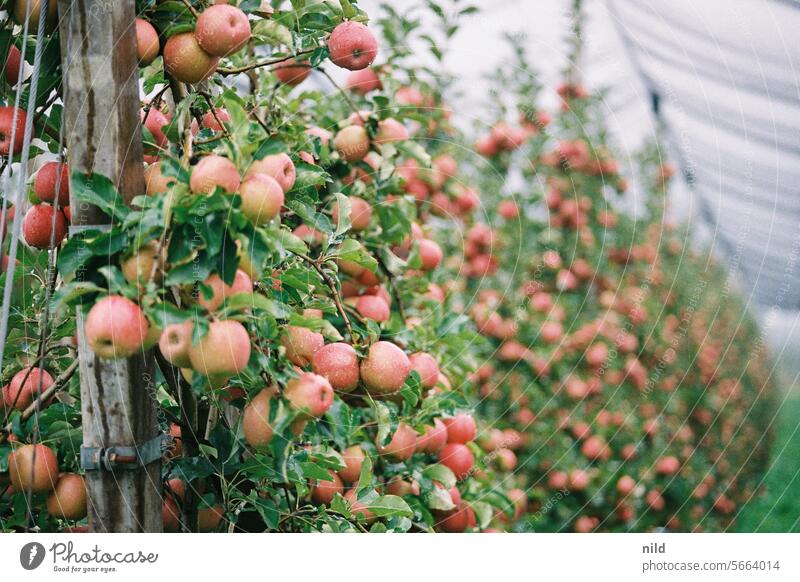 In the apple orchards of Tramin, South Tyrol Exterior shot Colour photo Calm Deserted Landscape Relaxation Analogue photo Kodak Autumn tranquillity vacation