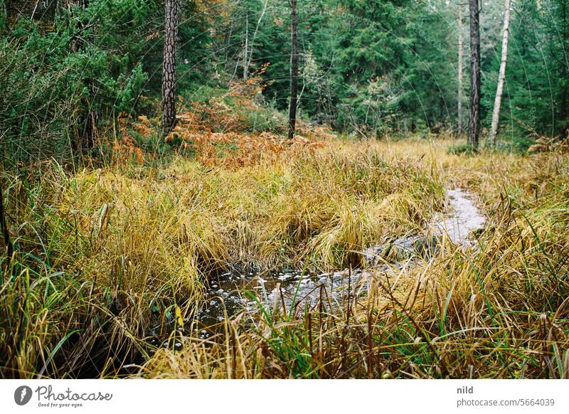 Stream through untouched nature in South Tyrol Brook bachlauf Water Nature Exterior shot Colour photo Forest Tree Environment Calm Deserted naturally Untouched