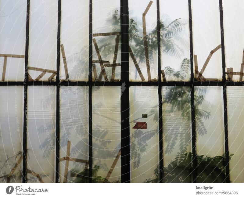 greenhouse Greenhouse Plant Glass Diffuse opaque Pane Light Window pane Slice Mysterious Colour photo Nature Deserted Reflection Structures and shapes Delicate