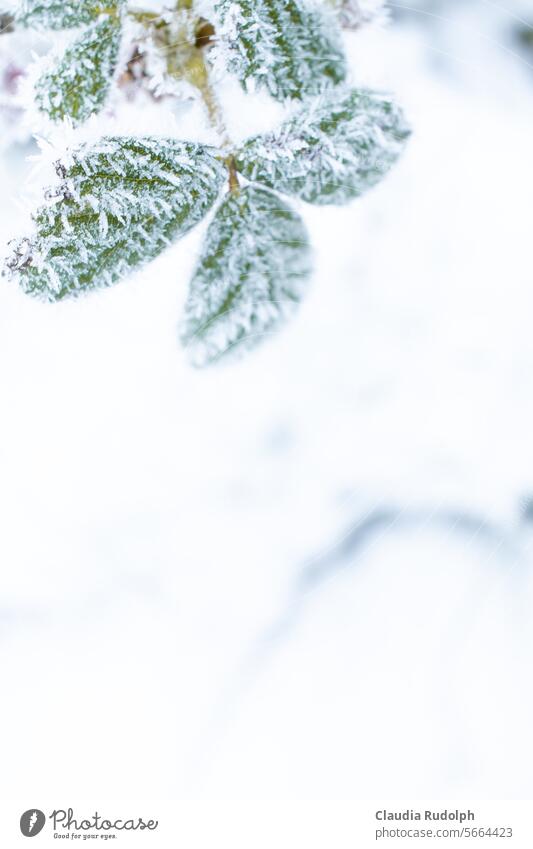 Winter close-up of green leaves with ice crystals against a white snowy background winter Winter mood Winter's day Snow White chill Weather Frost Snow layer