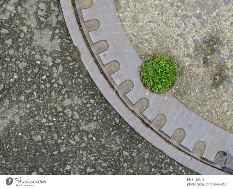 oasis manhole cover Grass Structures and shapes Gully Exterior shot Pattern Green Street Deserted Gray Asphalt Bird's-eye view Day Colour photo Round Oasis
