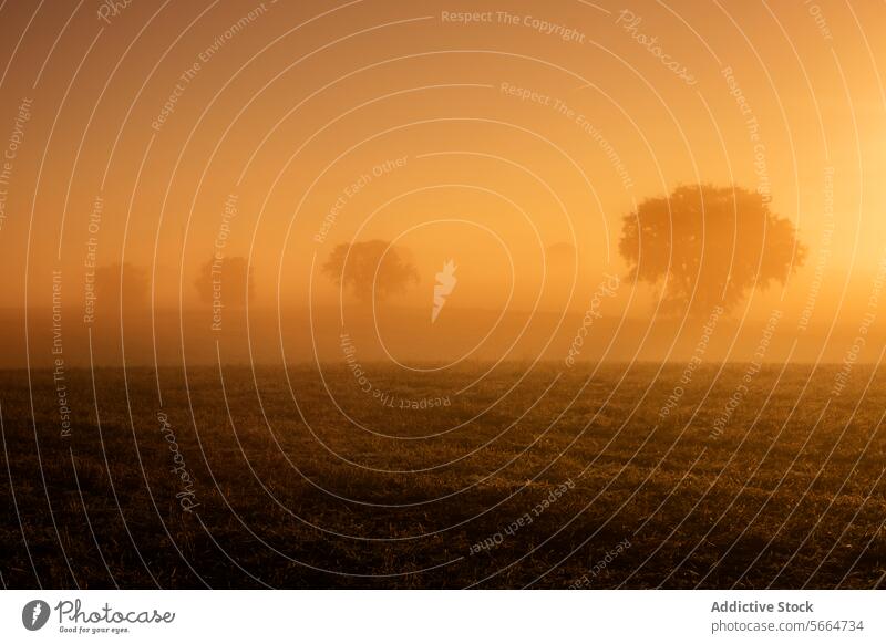 A serene landscape engulfed in a warm, amber fog at dawn, with silhouettes of trees emerging from the mist nature outdoor tranquil light sunrise morning field