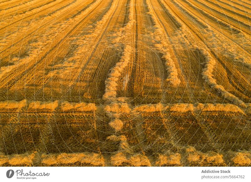 From above aerial view of golden hues and shadowy lines dominate this aerial photograph of expansive farmlands at dusk, highlighting the repetitive patterns of harvested crop rows