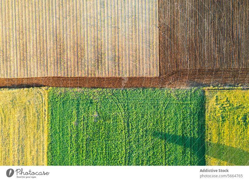 Top view of a colorful patchwork of blooming and ploughed fields creating a vibrant and diverse agricultural landscape top aerial pattern earth cultivation soil