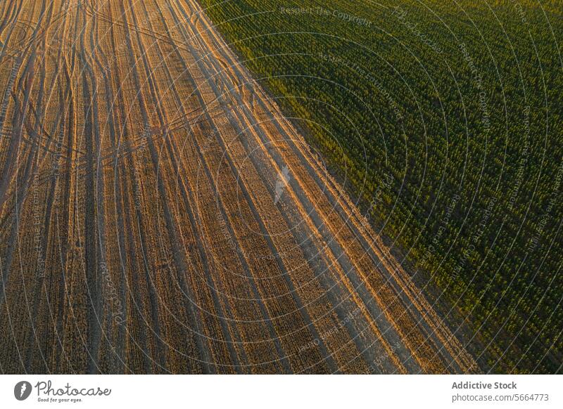 From above aerial view of sunset casting long shadows over a geometrically patterned crop field, enhancing the texture and depth of the agricultural landscape