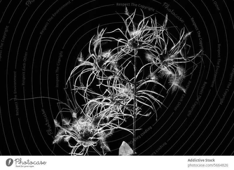 Abstract monochrome image of delicate plant silhouettes abstract black white intricate detail beauty nature design photography art stark background botanical