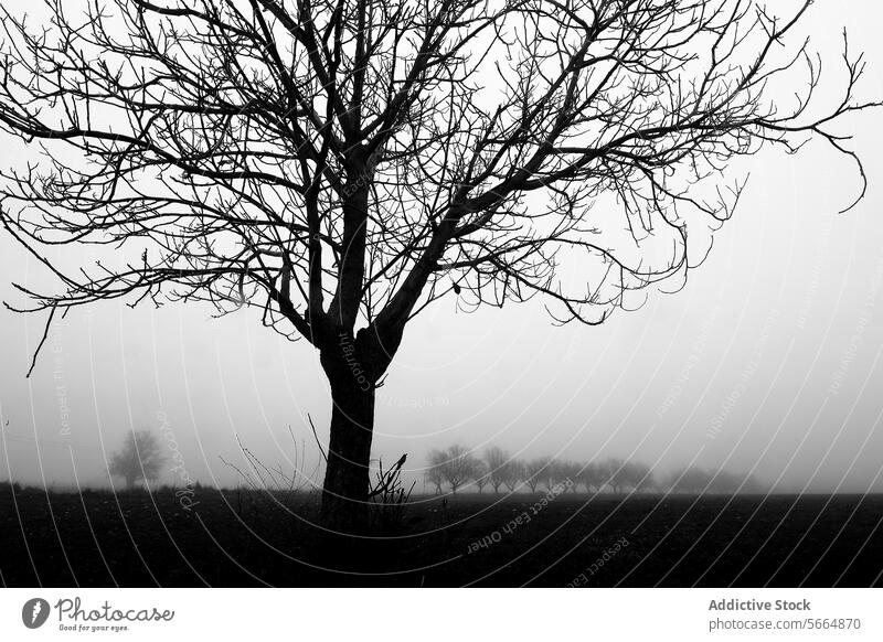 A stark black and white image of a bare tree in the foreground with a line of trees fading into the foggy background creating a haunting atmospheric scene Tree