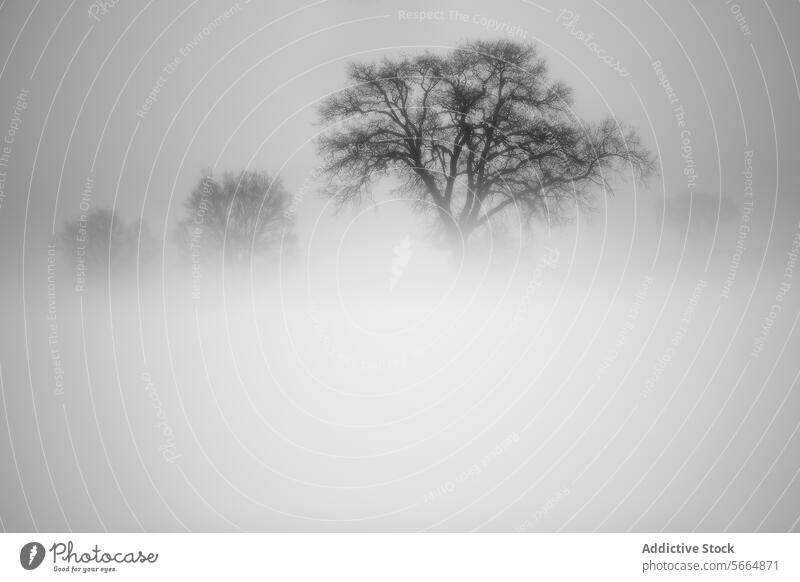 Ethereal black and white image of trees shrouded in thick fog with the central tree standing out in bold relief against the misty backdrop Tree ethereal