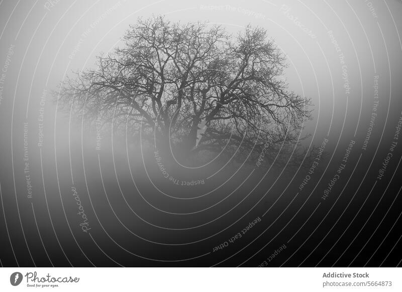 Mysterious black and white photograph of an intricate tree silhouette emerging from dense fog evoking a sense of solitude and intrigue Tree mysterious