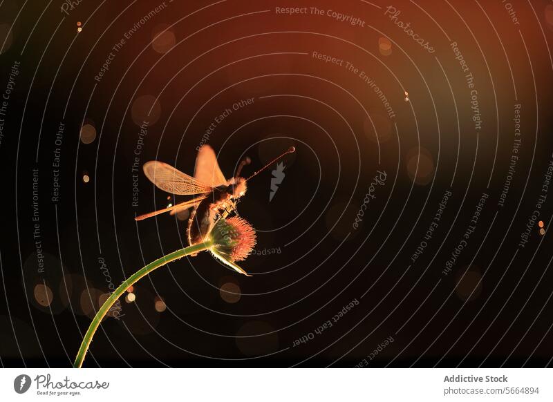A glowing Libelloides ictericus caught in a warm, bokeh light backdrop during twilight warm light insect nature wings antennae wildlife entomology light spots