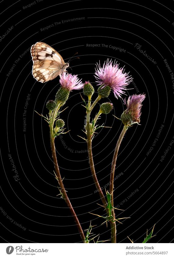 Melanargia occitanica, a checkerboard-patterned butterfly, on purple thistle flowers against a black backdrop purple flower insect nature wings antennae