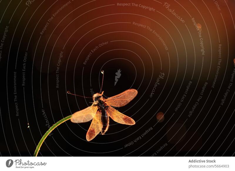 A majestic Libelloides ictericus basking in the golden light with a dark background insect nature wings antennae glow twilight evening silhouette iridescent