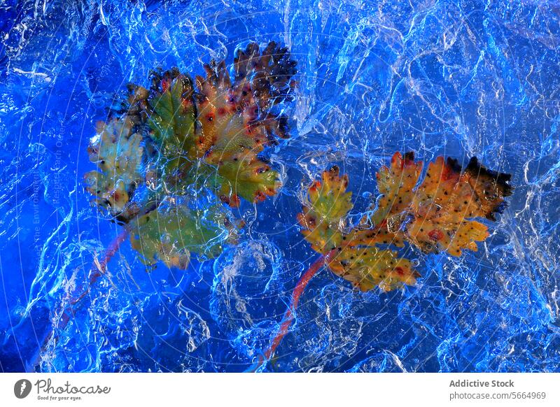 Vivid oak leaves suspended in blue ice, the intricate frost patterns framing the leaves' autumnal transition from green to orange vivid macro nature cold