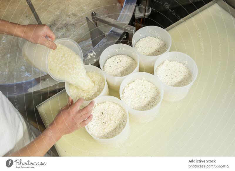 Anonymous person a fresh cheese curds are poured into molds for forming individual cheeses in a cheese makers workshop Cheese pouring dairy production artisan