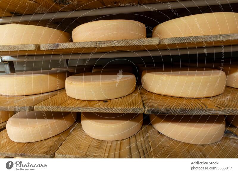 Close-up of artisan cheese wheels maturing on wooden shelves in a controlled aging facility Cheese maturation shelf close-up dairy craft gourmet production