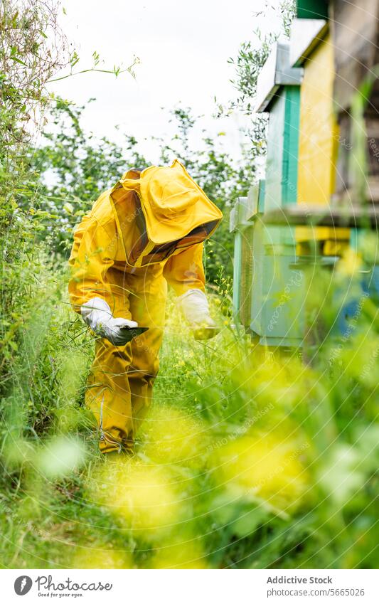 Unrecognizable beekeeper working on beehive in apiary costume protect glove box suit countryside honey wooden professional summer apiculture nature daylight job