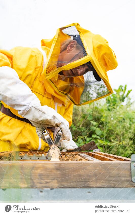 Side view of female beekeeper in yellow protective uniform and white gloves examining honeycomb beehive with bees during apiary work on sunny day woman examine