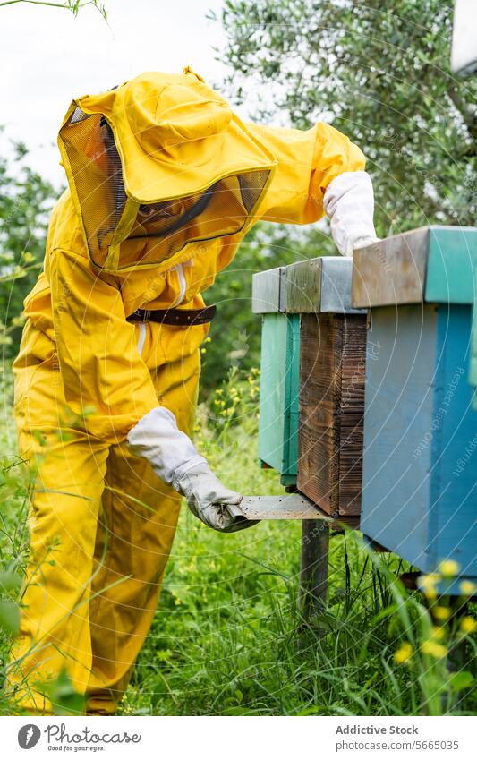 Unrecognizable beekeeper working in apiary with beehive box person glove professional protect suit countryside wooden check safety daylight job apiculture