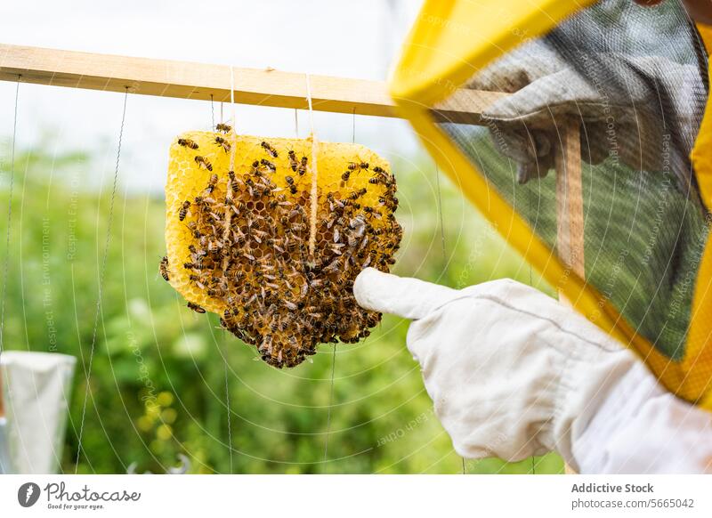 Unrecognizable beekeeper showing bees on honeycomb person gesture protect frame suit glove countryside apiary nature costume insect equipment summer