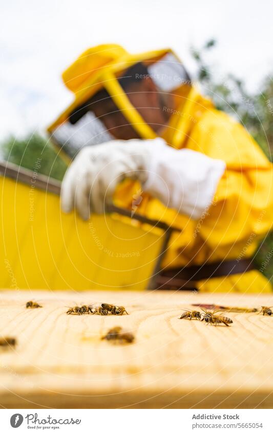 Unrecognizable beekeeper standing near sitting honey bees person protect wooden glove insect apiary countryside suit daylight greenery nature organic safety