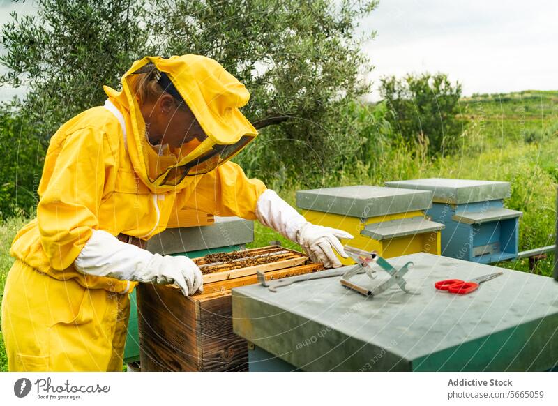 Side view of unrecognizable beekeeper in yellow protective uniform and white gloves examining honeycomb beehive with bees during apiary work on sunny day