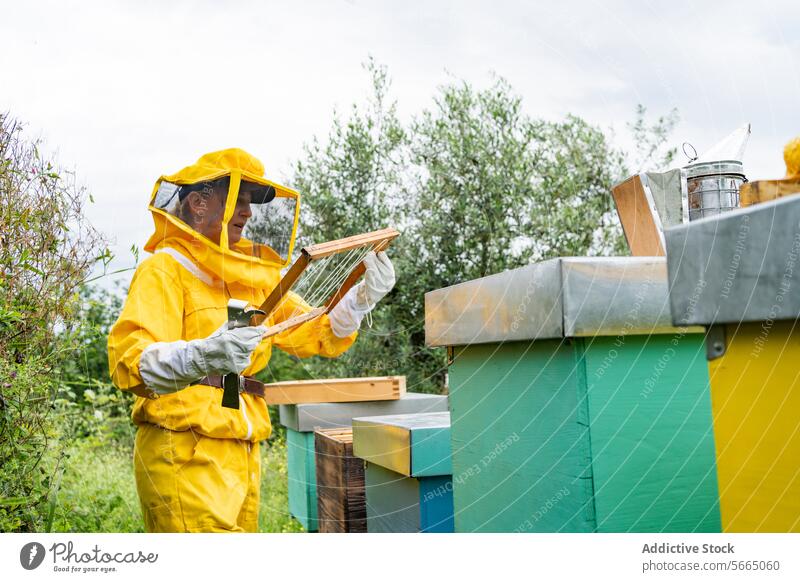 Focused mature lady in protective beekeeping yellow suit working in apiary constructing beehive frame on workspace on a sunny day woman fix overall beekeeper