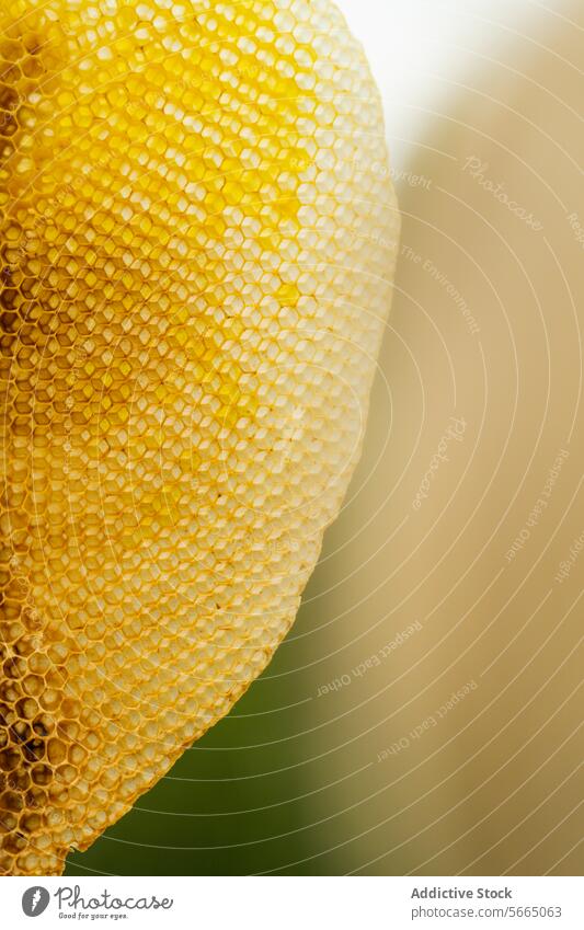 Texture and pattern of honeycomb sweet apiculture natural organic healthy beekeeping background food product ingredient tasty nutrition delicious daylight eco