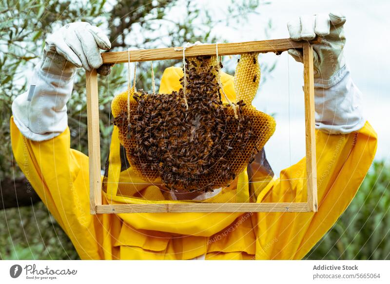 Unrecognizable beekeeper in yellow protective uniform and white gloves examining honeycomb beehive with bees during apiary work on sunny day examine check