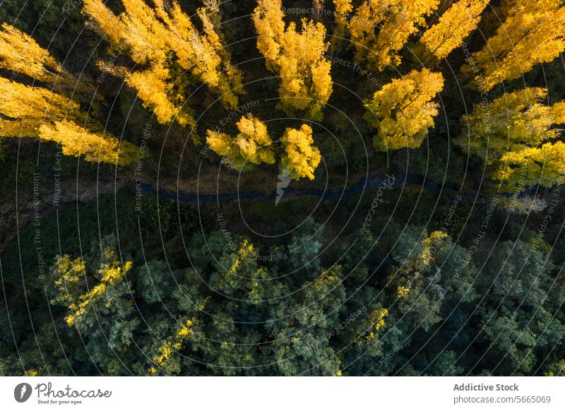 Aerial view capturing the contrasting autumn colors in the Alcarria landscape with a meandering stream surrounded by a mosaic of golden yellow and deep green trees
