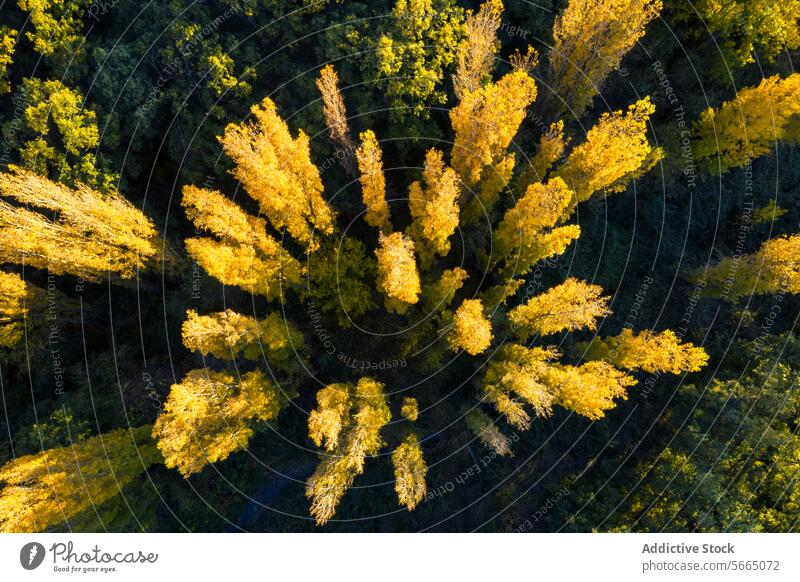 Aerial shot of sunlit golden treetops radiating outwards amidst darker green foliage in Alcarria landscape Guadalajara nature bird's eye autumn forest pattern