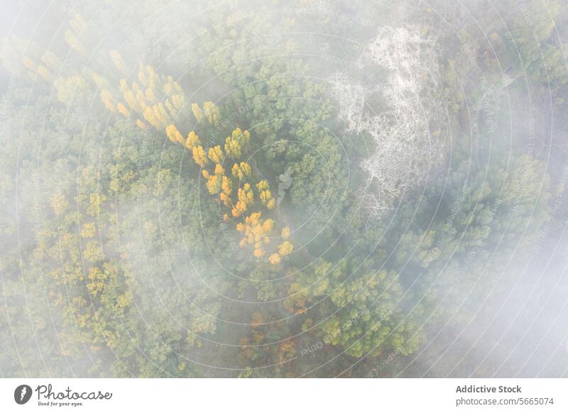 Misty aerial view of a forest in Alcarria with autumn yellow trees piercing through the fog Aerial Guadalajara mist bird's eye landscape nature morning haze