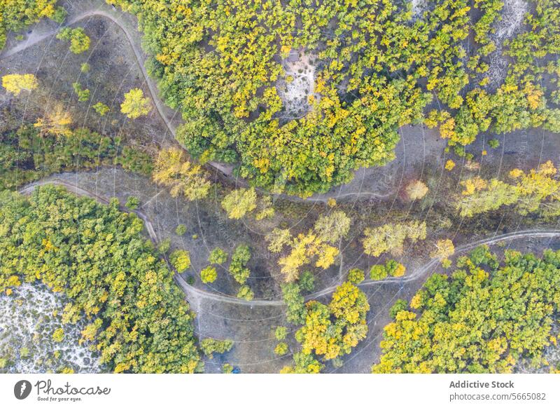Overhead view of winding paths through the vibrant forest of Alcarria with autumnal yellow trees standing out Aerial Guadalajara pathways bird's eye landscape