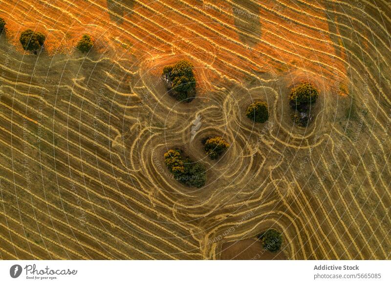 Aerial shot capturing the intricate patterns of plowed fields and trees in the Alcarria region during golden hour Guadalajara plowing agriculture landscape