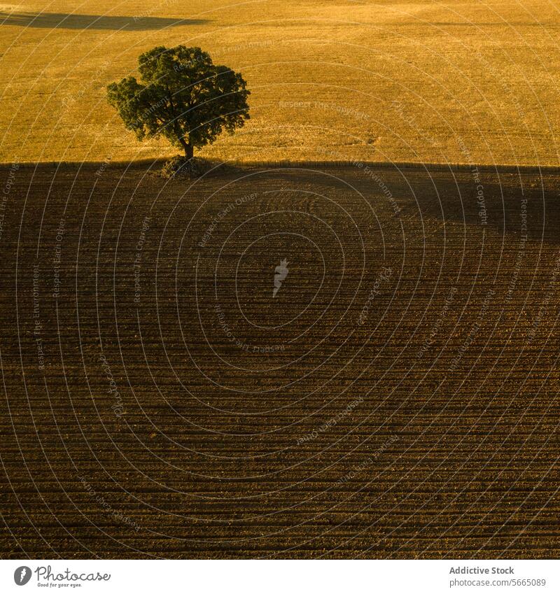 Lone tree stands on a hill with the soft shadows of sunset across the textured farmland of Alcarria Aerial Guadalajara solitude landscape bird's eye nature