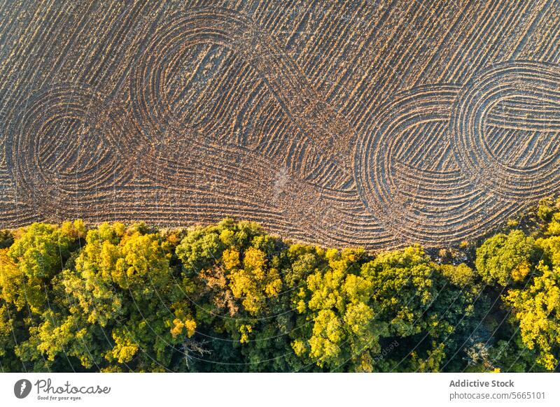 Aerial view of a freshly plowed field with creative patterns next to a strip of trees with autumn foliage Alcarria Guadalajara landscape bird's eye nature