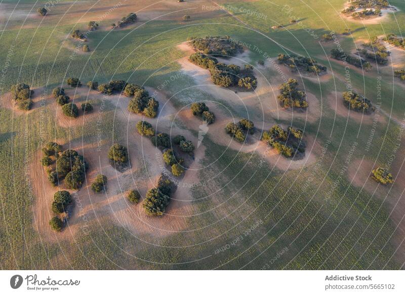 Early morning light washes over a serene landscape of rolling fields dotted with holm oak in Alcarria Aerial Guadalajara early bird's eye nature outdoor rural
