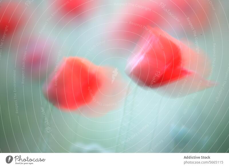 An artistic blur effect capturing the delicate beauty of red poppies in soft focus, creating a dreamlike, ethereal atmosphere poppy floral nature abstract