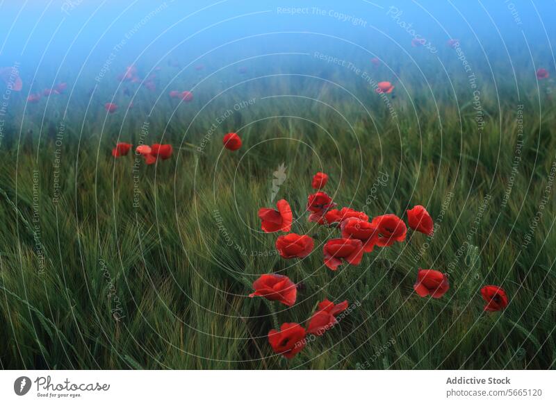 Mystical landscape of red poppies standing out in a sea of green wheat, shrouded in a dreamy morning mist, creating a sense of mystery and enchantment poppy