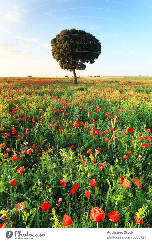 Single tree stands tall amidst a field of red poppies, under the clear blue sky of a vibrant rural landscape poppy outdoor nature single floral beauty scenic