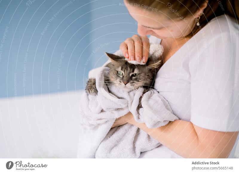 A content gray tabby cat being cuddled in a white towel by a cropped woman after bath time at home cuddling wrapped feline pet grooming affection domestic