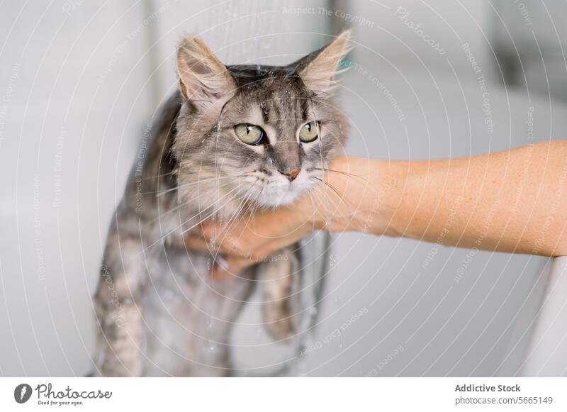 A displeased gray tabby cat getting bathed by a cropped unrecognizable person under a shower with water pouring down its head pet grooming wet feline unhappy