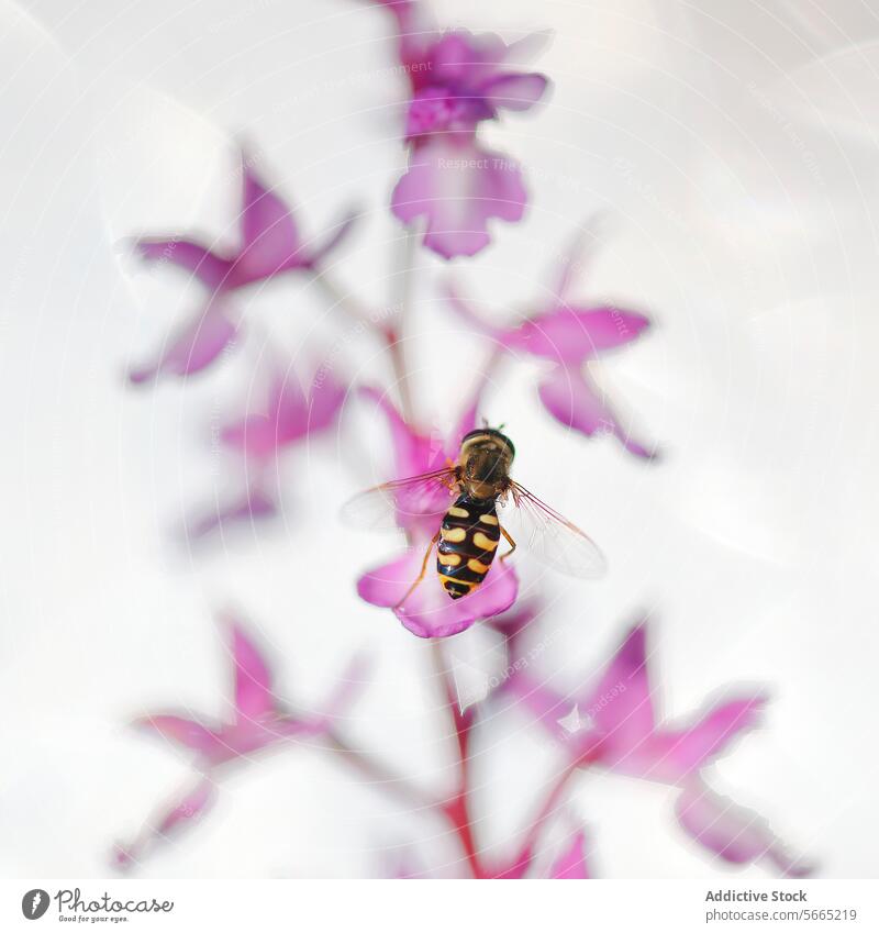 Hoverfly perched on the vibrant pink petals of an Orchis Mascula in a radiant, white-lit backdrop hoverfly orchis mascula insect wildlife flower bloom nature