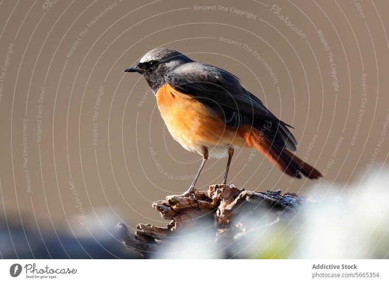 A striking Daurian redstart perched on a piece of wood with a soft-focus background bird wildlife nature ornithology wildlife photography birdwatching