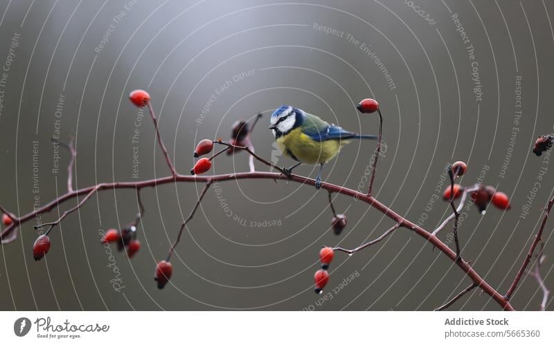 Blue tit perched on a branch with red berries against a muted background blue tit bird nature wildlife feather small ornithology wildlife photography
